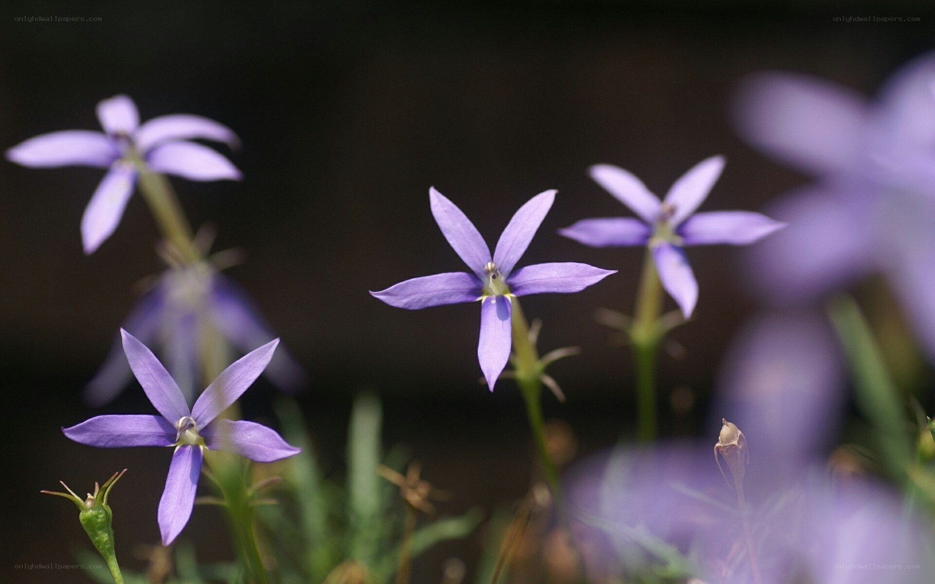 Purple star-shaped flowers
