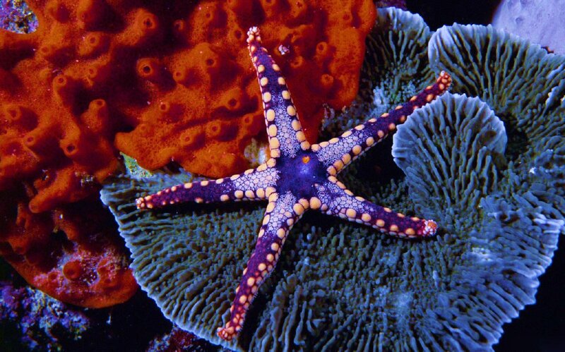 Purple Starfish on Coral — Blue