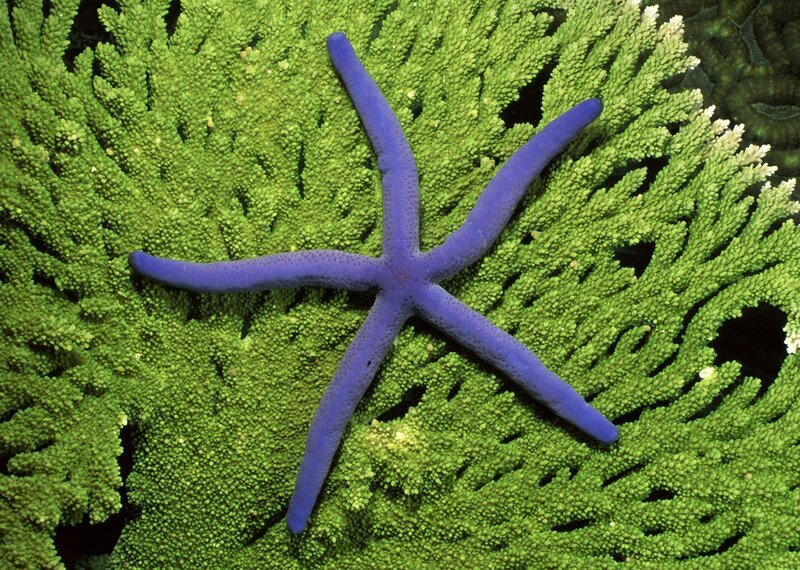 Purple Starfish on Coral — Calm