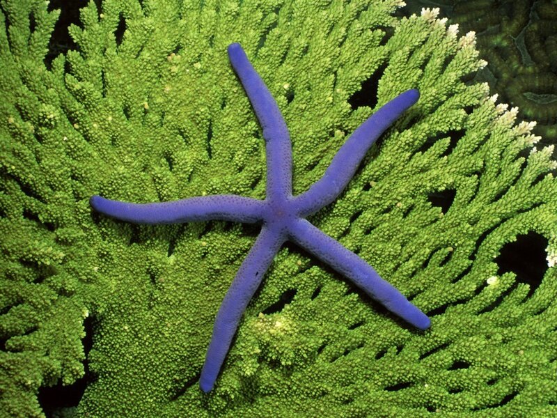 Purple Starfish on Coral