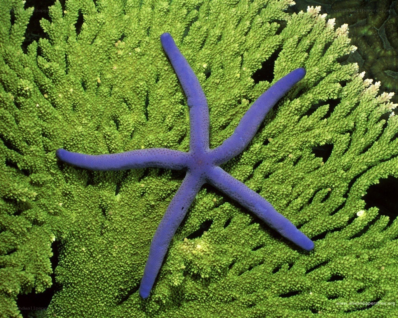 Purple starfish on green coral