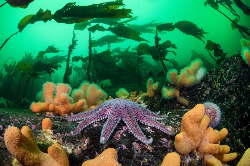 Purple Starfish on Rocks — Green