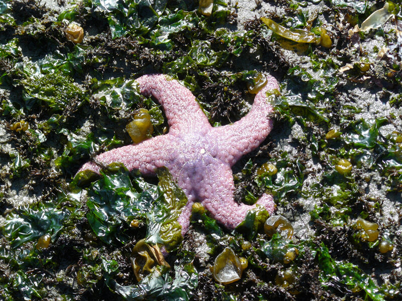 Purple Starfish on Rocks