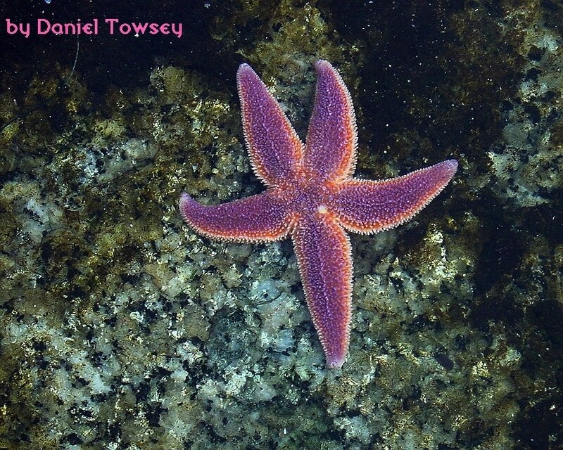 Purple starfish on rocky seafloor