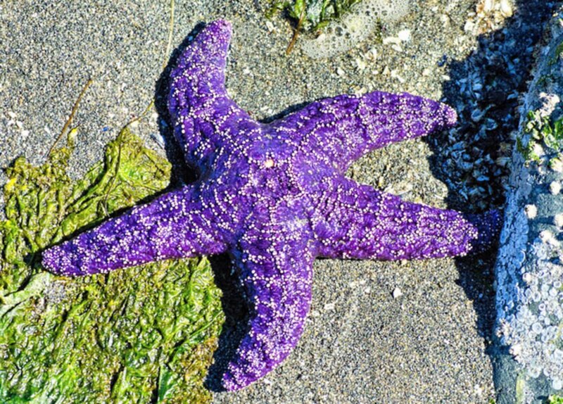 Purple Starfish on Sand — Natural
