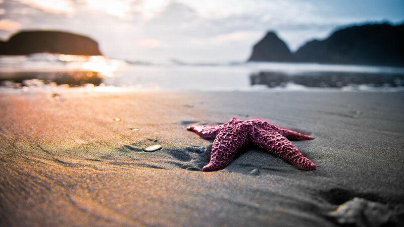 Purple Starfish on Sand — Serene, Sunset, Photograph