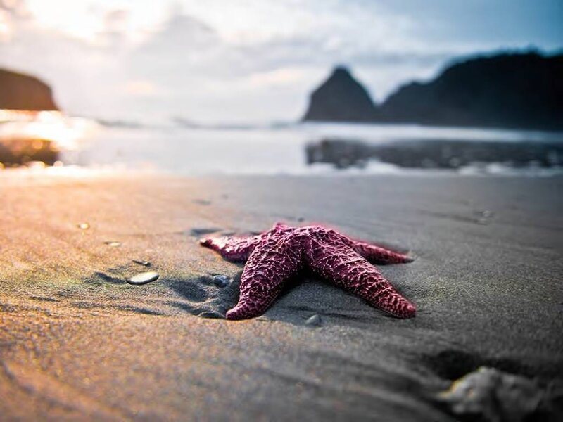 Purple Starfish on Sand — Serene, Sunset