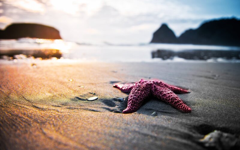 Purple Starfish on Sand — Serene