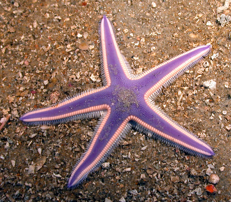 purple starfish on sandy bottom