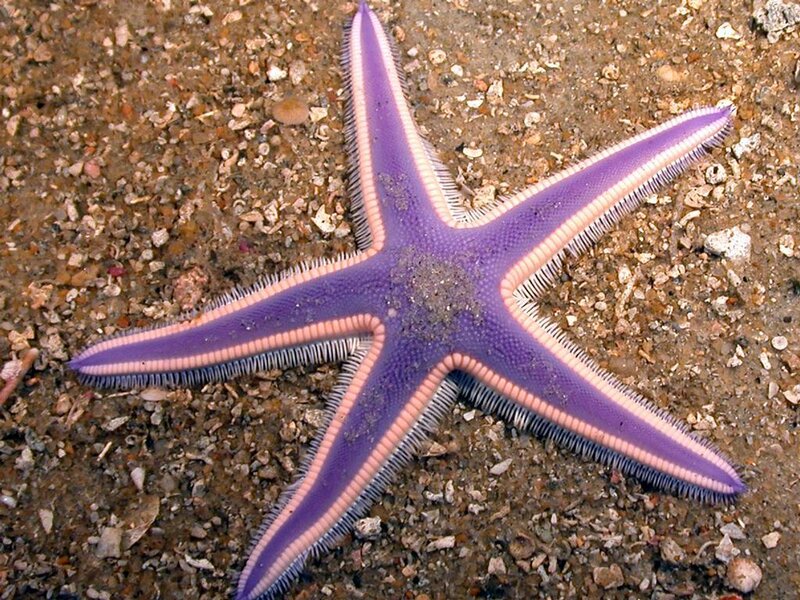 purple starfish on sandy seabed