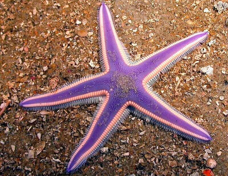 purple starfish on sandy seabed