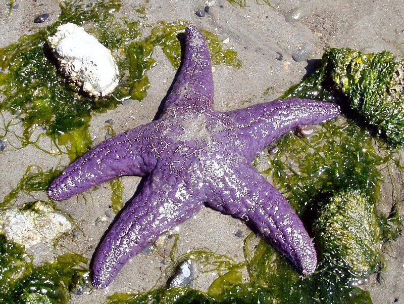 Purple starfish on sandy shore