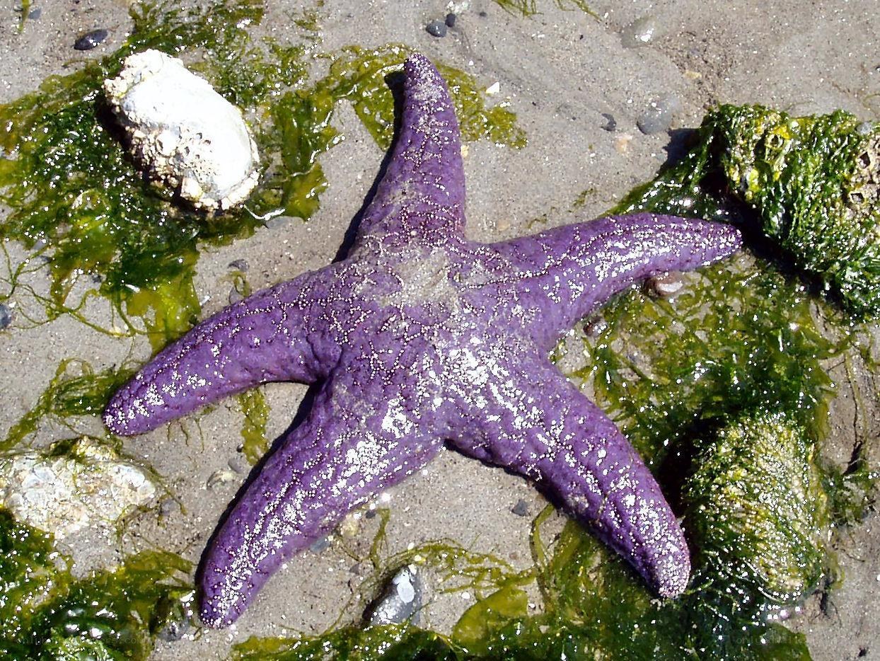 Purple starfish on sandy shore