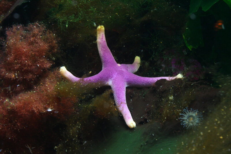 Purple Starfish on Seabed