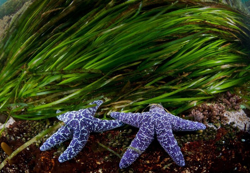 Purple Starfish on Seafloor