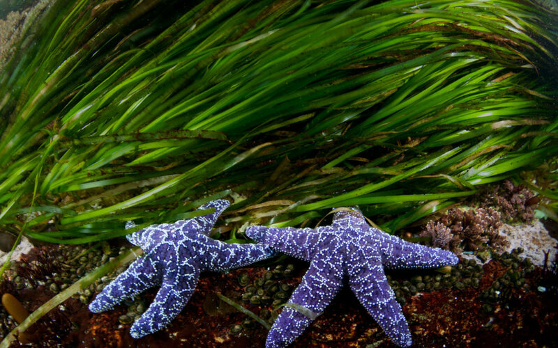 Purple Starfish on Seagrass — Natural