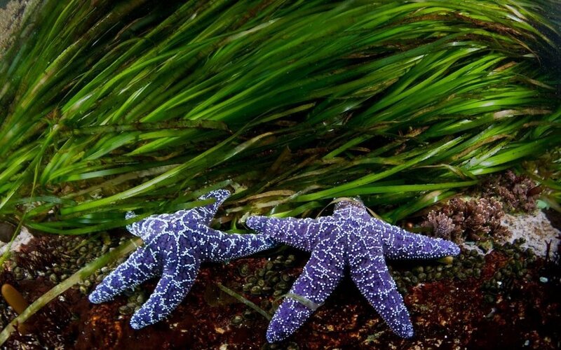 Purple Starfish on Seagrass