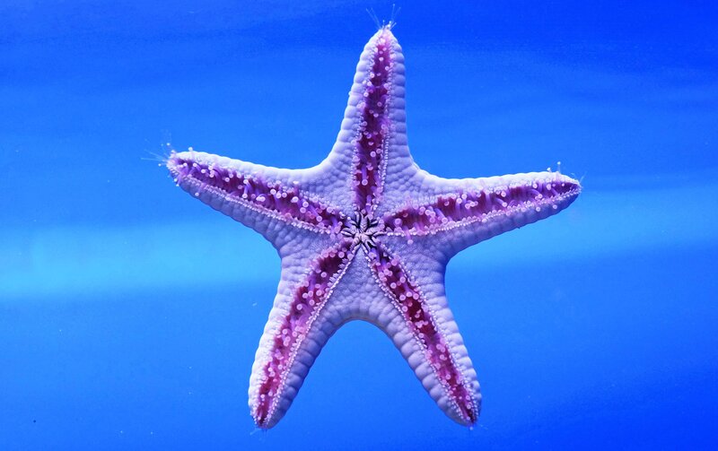 Purple Starfish