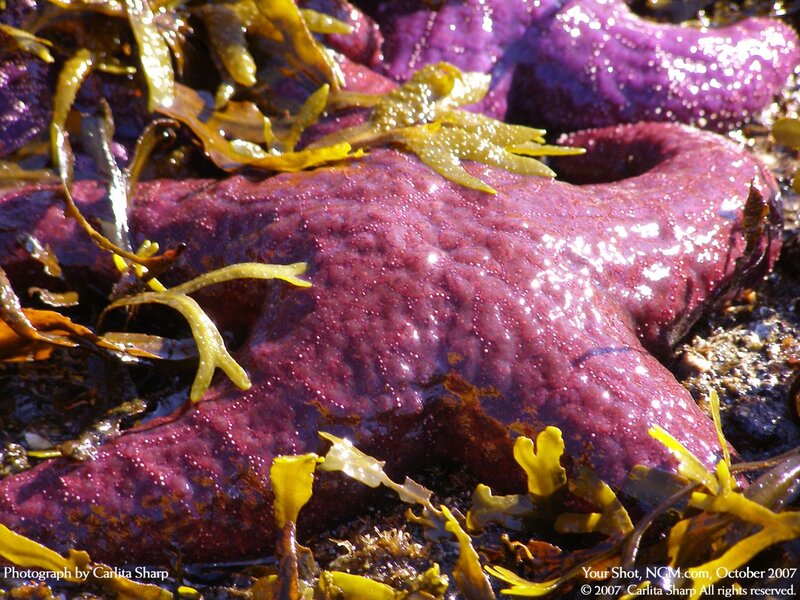 Purple starfish with seaweed