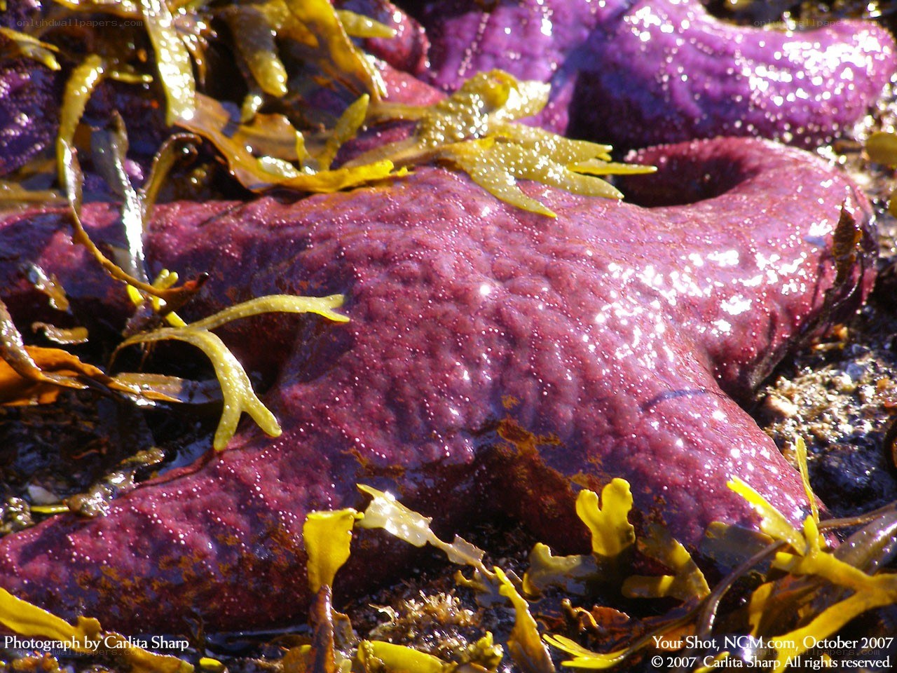 Purple starfish with seaweed