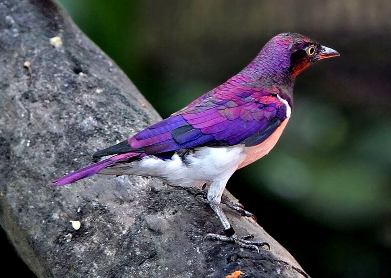 Purple Starling on Branch