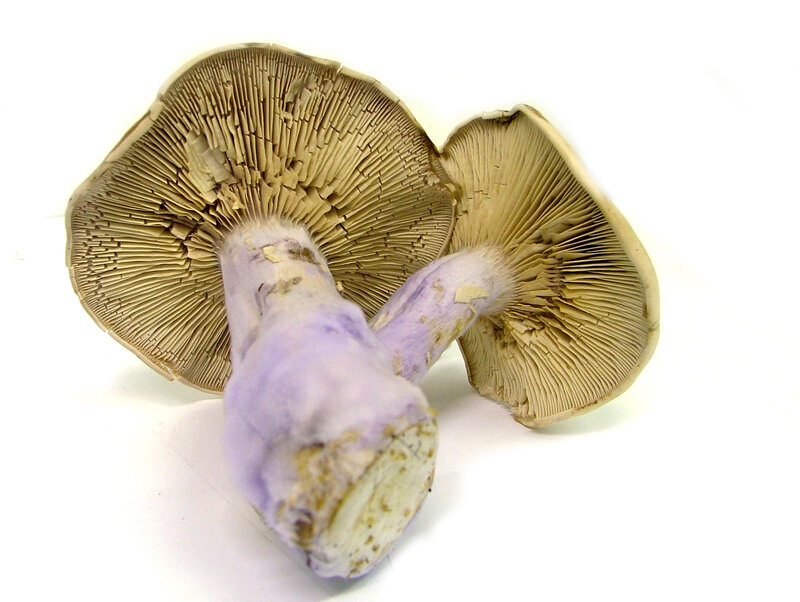 purple-stemmed mushrooms