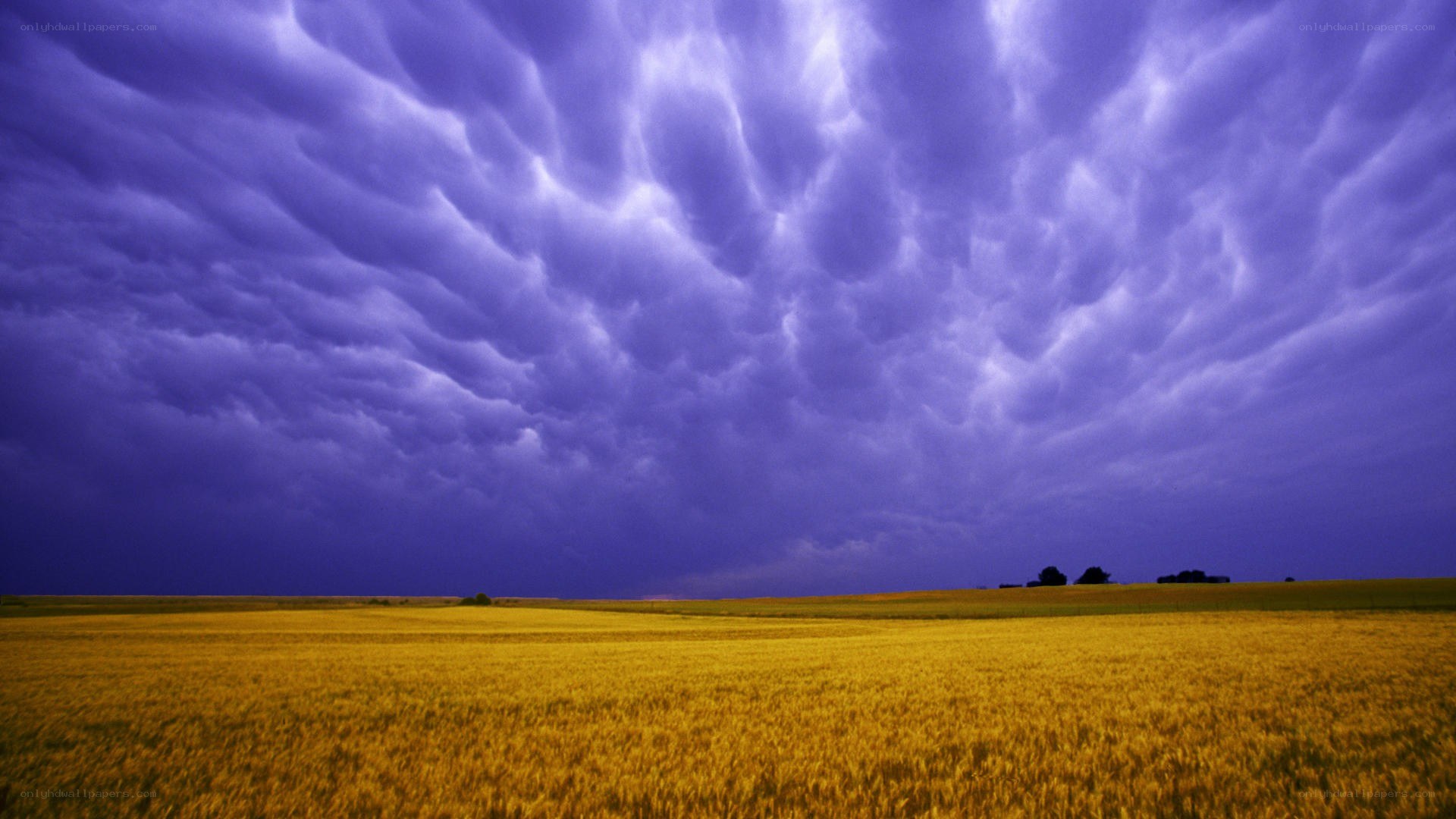 Purple storm clouds over wheat field