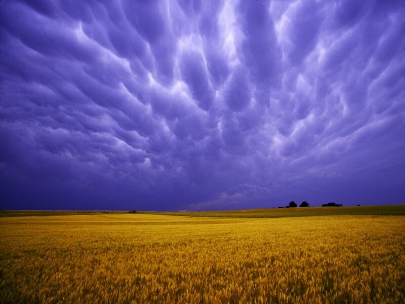 Purple storm clouds over wheat field