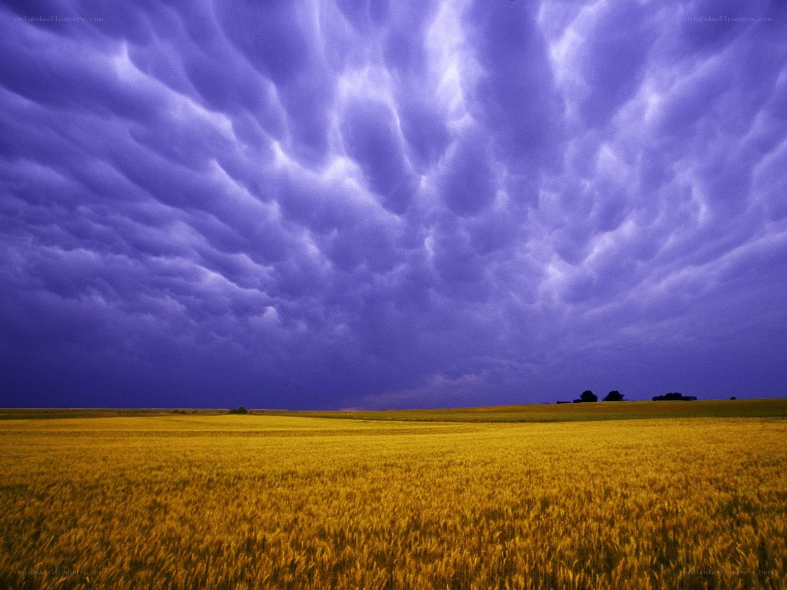 Purple storm clouds over wheat field