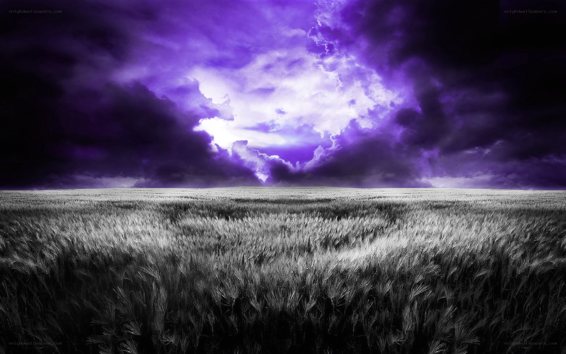 Purple storm over wheat field