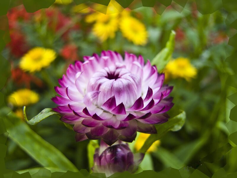 Purple Strawflower