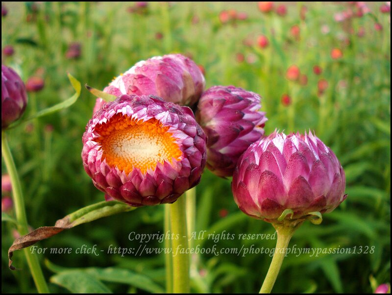 Purple Strawflowers