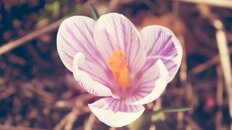 Purple Striped Crocus