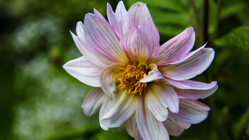Purple Striped Dahlia Flower
