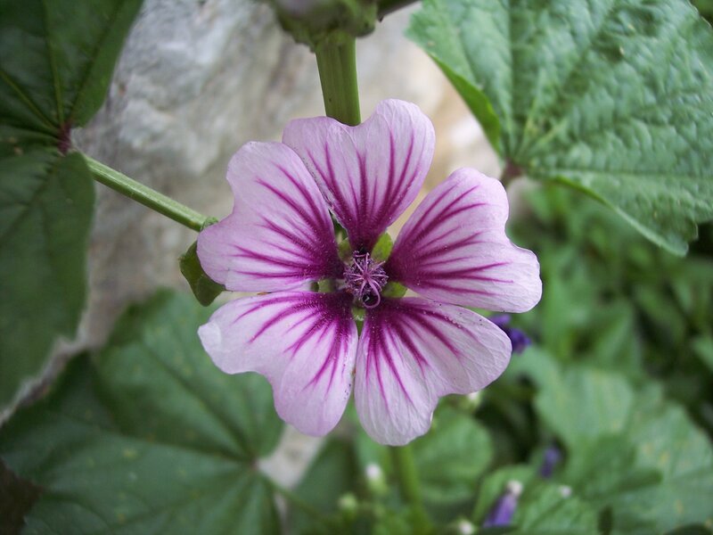 Purple-striped Flower