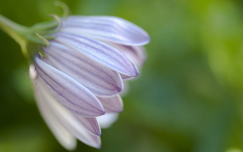 Purple-striped Flower — White, Serene