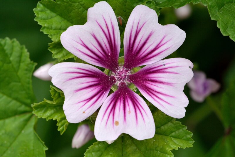 Purple-striped Flower — White