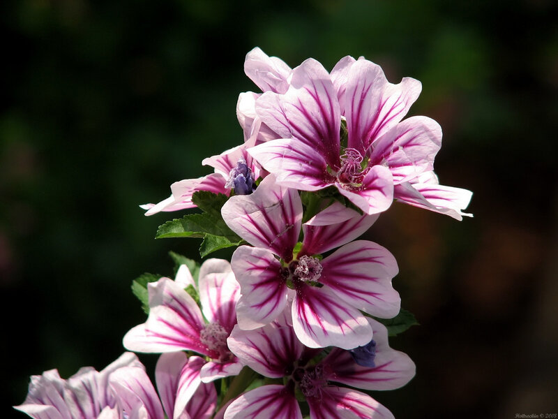 purple-striped flowers in bloom