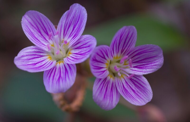 Purple Striped Flowers — Serene