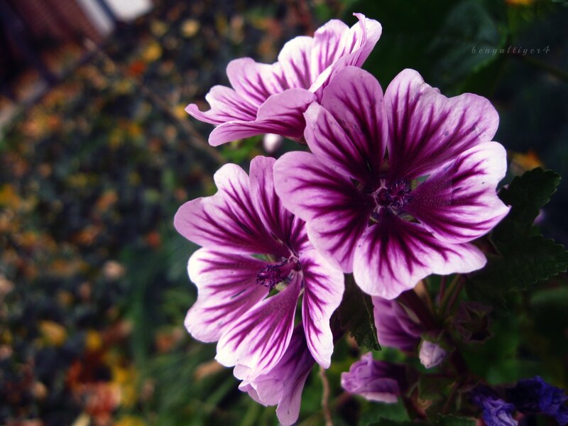 purple striped flowers