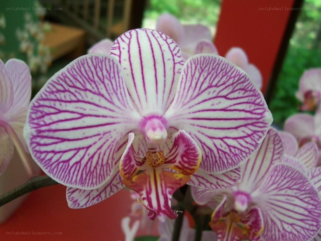 purple-striped orchid flower