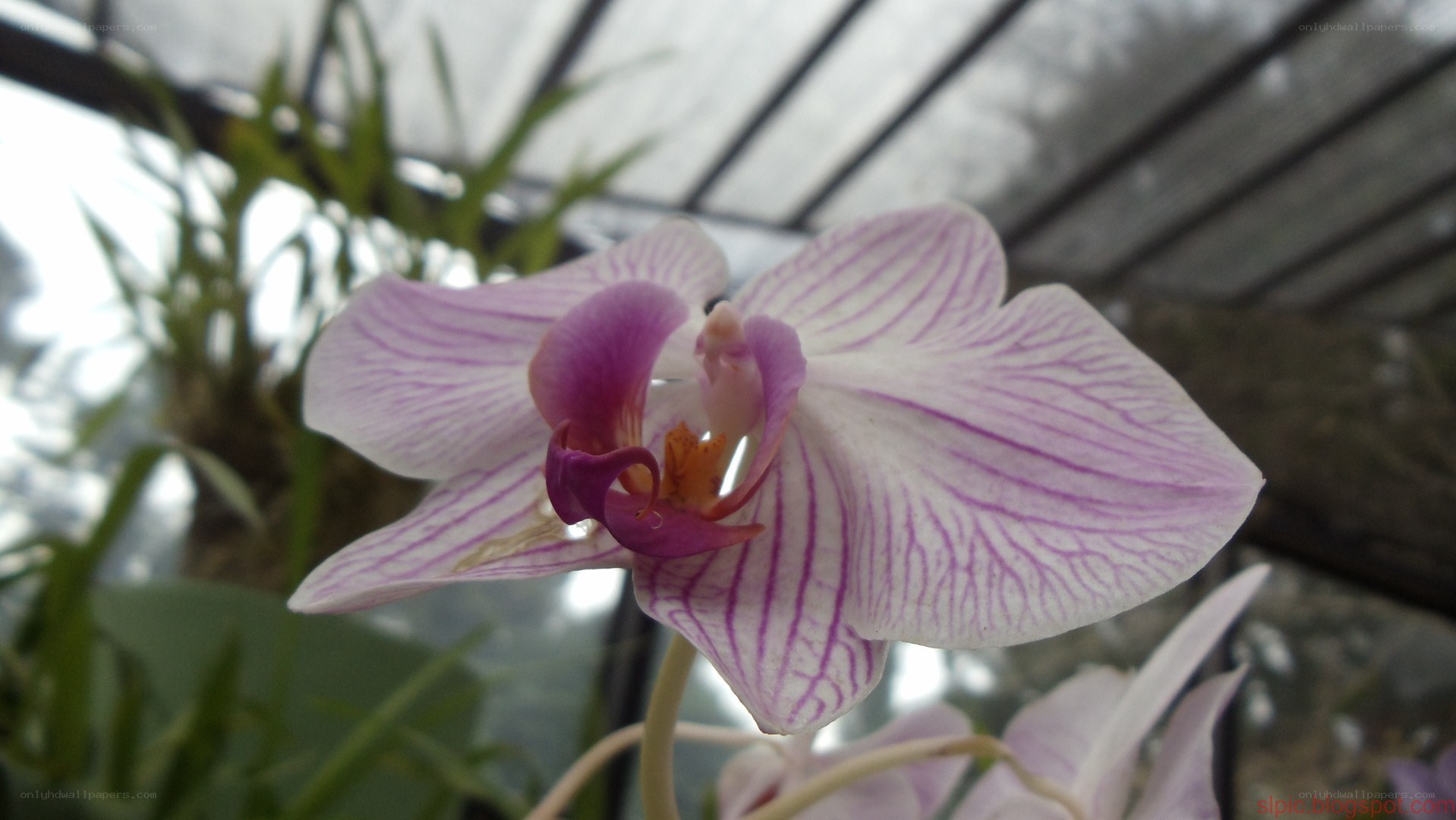 purple striped orchid flower