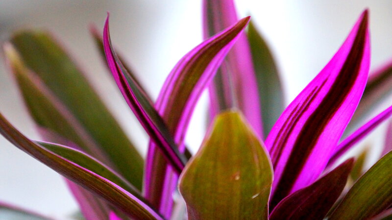 Purple-striped Plant Leaves