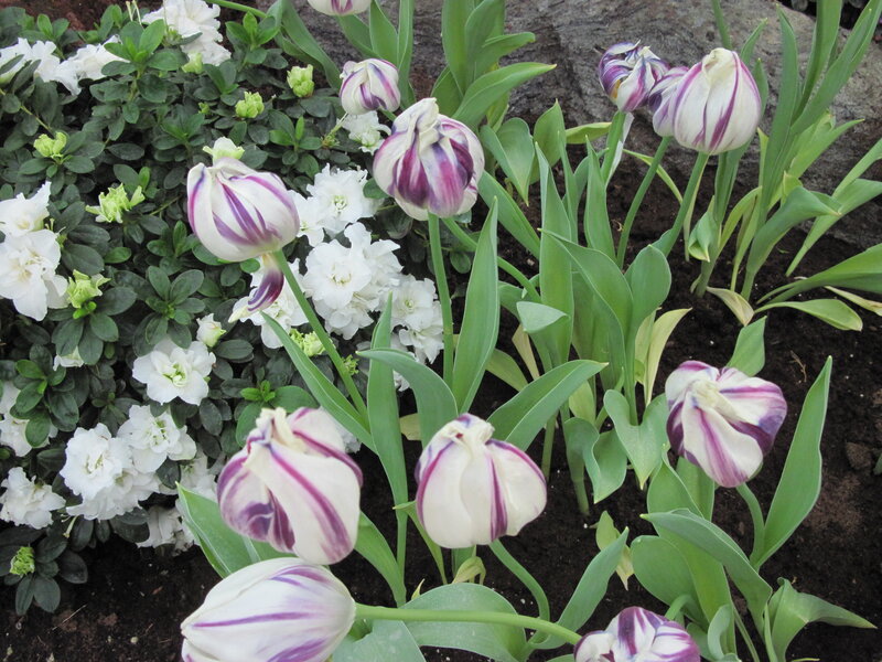 Purple-striped Tulips