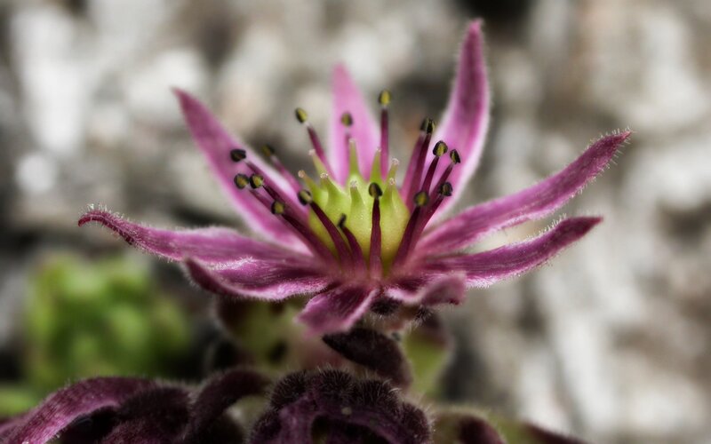 Purple Succulent Flower — Calm, Photograph, Petals