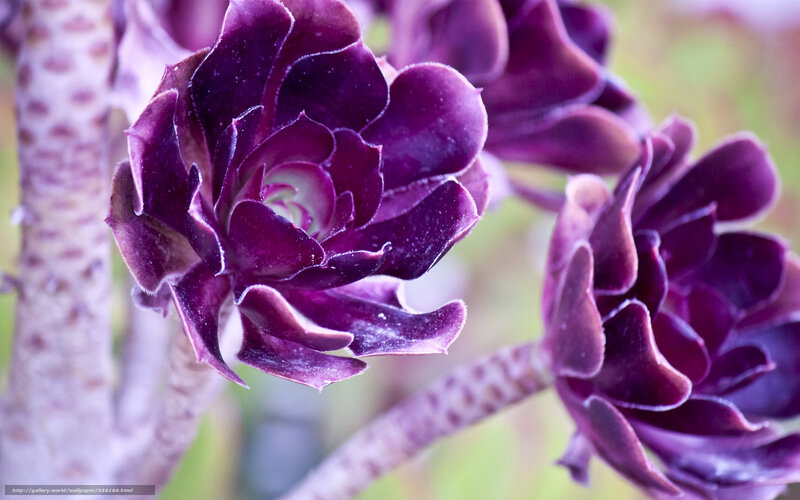 Purple Succulent Flower — Calm, Photograph, Plant, Stem, Green Background
