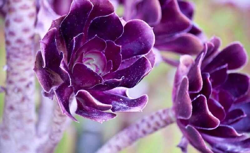 Purple Succulent Flower — Calm, Photograph