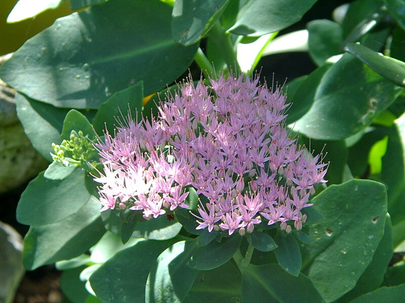 Purple Succulent Flower — Calm