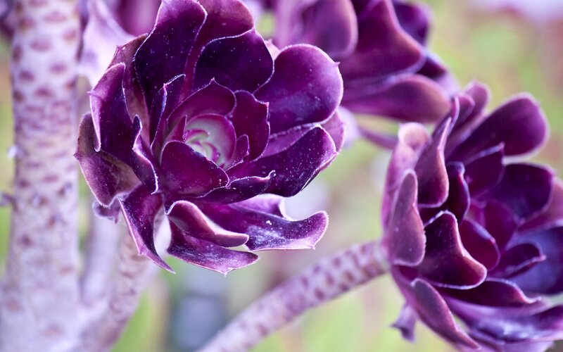 Purple succulent flower close-up