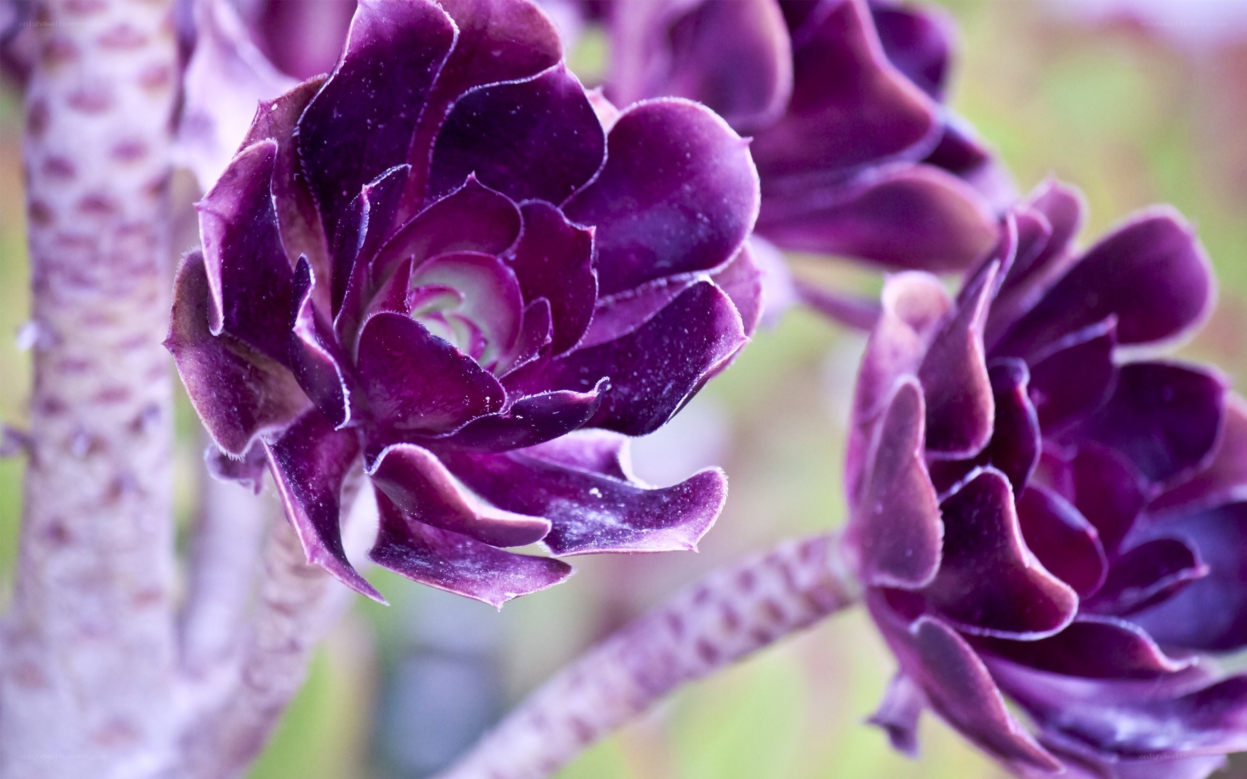 Purple succulent flower close-up